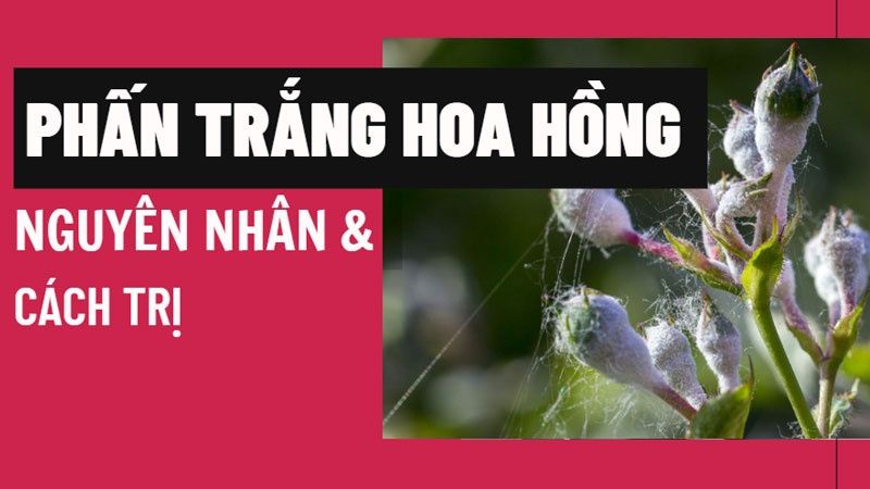 Bệnh Phấn Trắng Hoa Hồng: Nguyên Nhân Và Cách Trị Đúng Cách