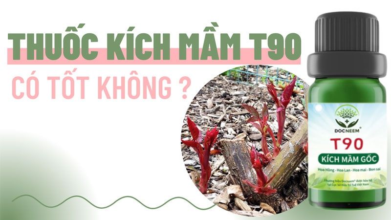 Thuốc Kích Mầm T90 Có Tốt Không? Nên Mua Ở Đâu?