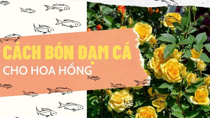 Cách Bón Đạm Cá Cho Hoa Hồng Như Thế Nào Là Đúng?