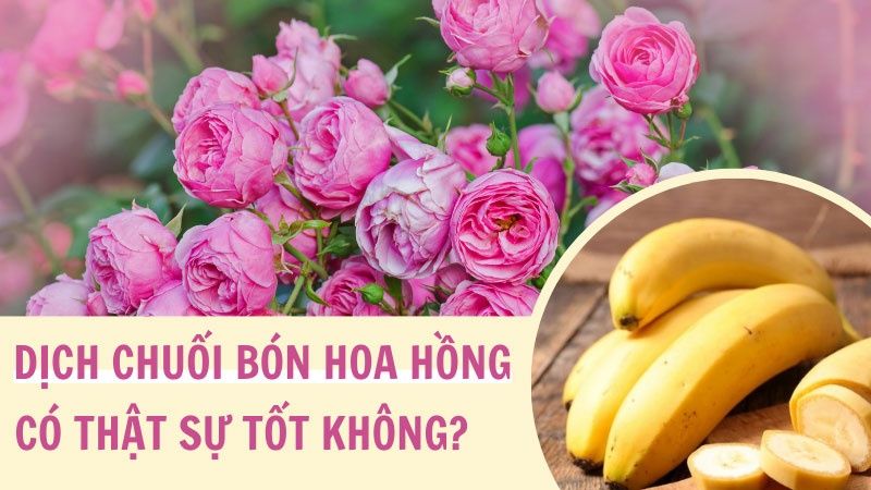 Dịch Chuối Bón Hoa Hồng Có Thật Sự Tốt Không?