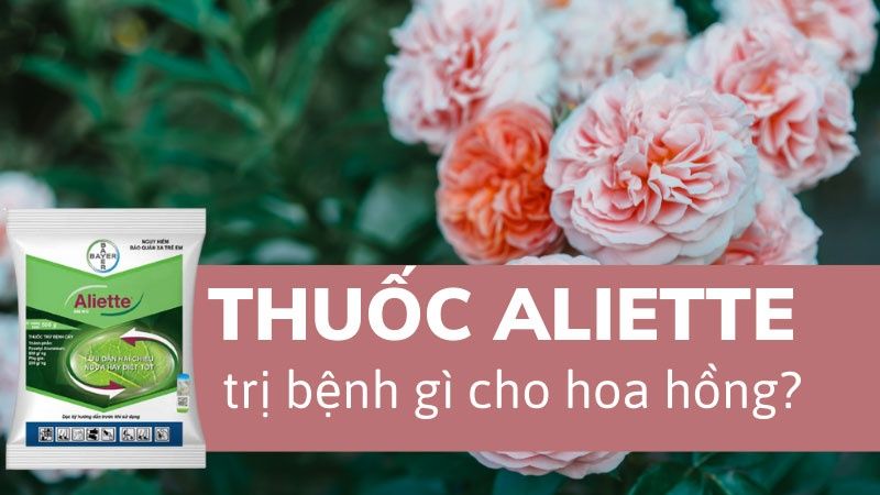 Thuốc Aliette Trị Bệnh Gì Cho Hoa Hồng?