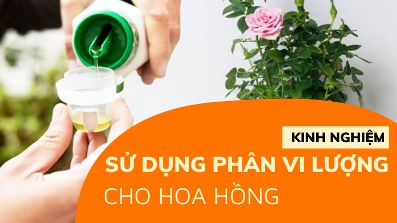 Kinh Nghiệm Sử Dụng Phân Bón Vi Lượng Cho Hoa Hồng Đúng Cách