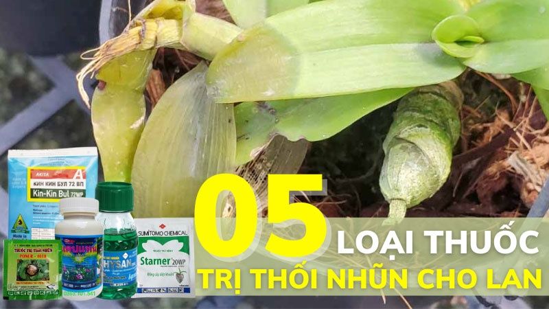 Top 05 Loại Thuốc Trị Thối Nhũn Cho Lan Tốt Nhất Hiện Nay