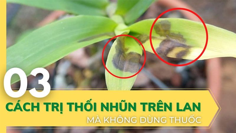 Tips 03 Cách Trị Thối Nhũn Cho Lan Không Dùng Thuốc