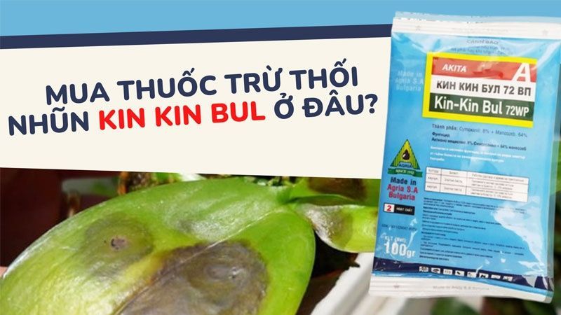 Kin Kin Bul Trị Thối Nhũn Cho Lan Tốt Không? Nên Mua Ở Đâu?