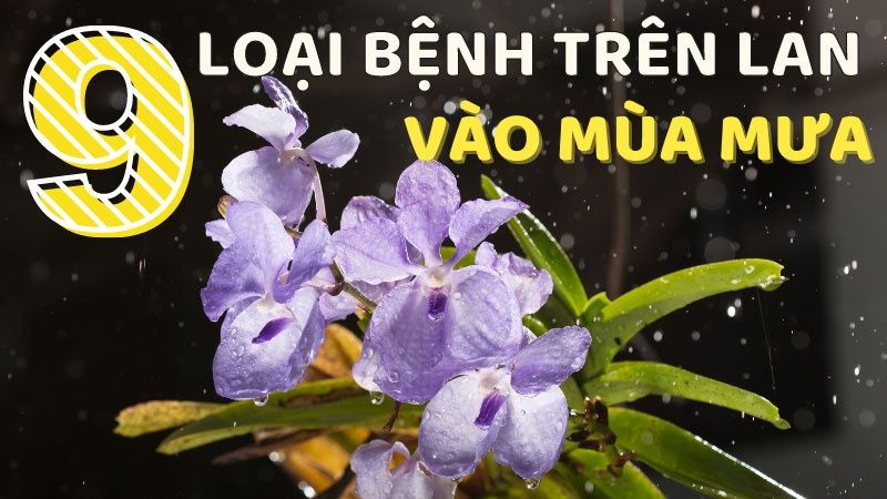 Top 09 Loại Bệnh Trên Lan Thường Gặp Vào Mùa Mưa