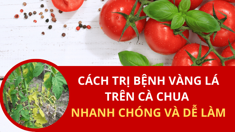 Cách Trị Bệnh Vàng Lá Trên Cà Chua Nhanh Chóng Và Dễ Làm