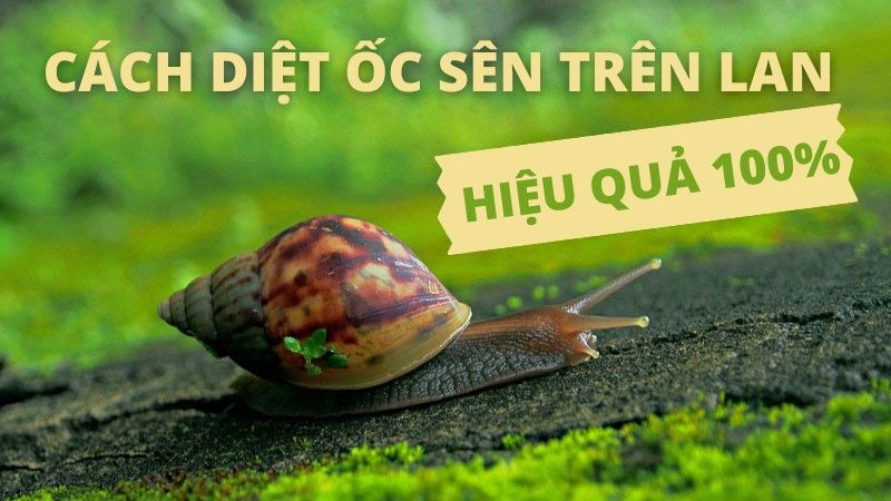 Tips 05 Cách Diệt Ốc Sên Cho Lan Hiệu Quả 100%