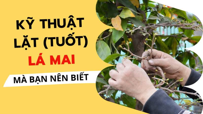 Kỹ Thuật Lặt (Tuốt) Lá Mai Vàng Đúng Cách