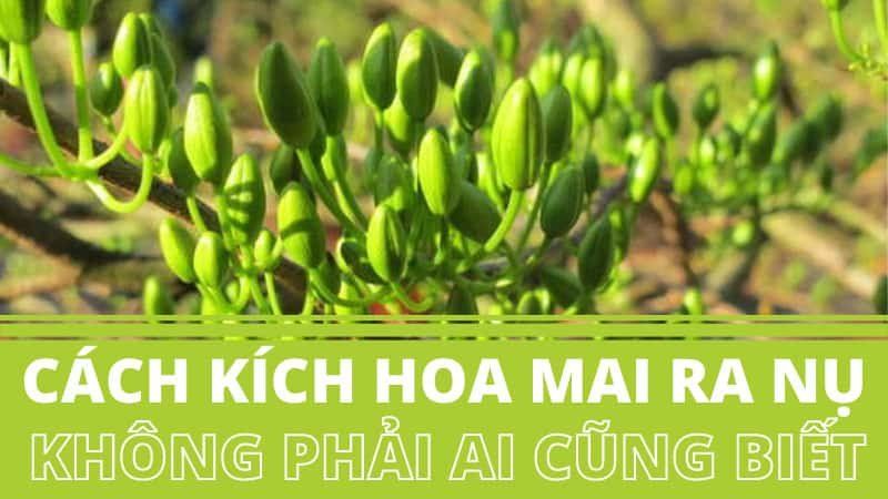 Cách Kích Cho Mai Ra Nụ Không Phải Ai Cũng Biết?