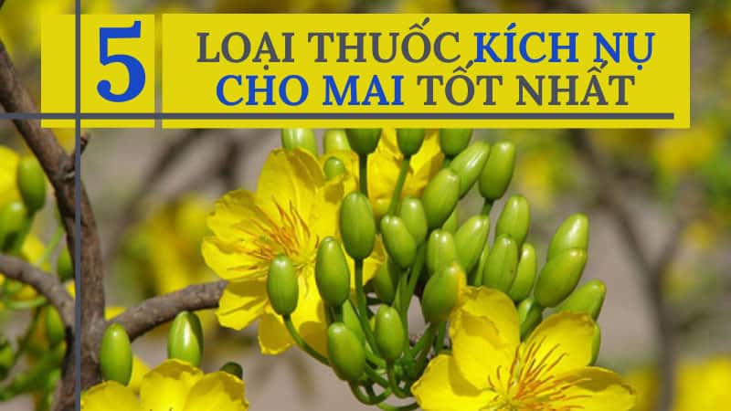 Top 05 Loại Thuốc Kích Thích Ra Nụ Cho Mai Tốt Nhất