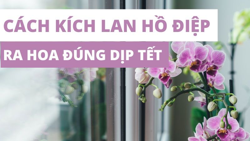 Cách Kích Hoa Cho Lan Hồ Điệp Ra Đúng Tết