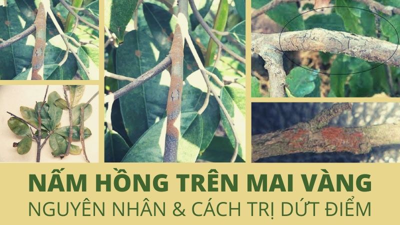 Nấm Hồng Trên Cây Mai: Nguyên Nhân Và Cách Trị Dứt Điểm