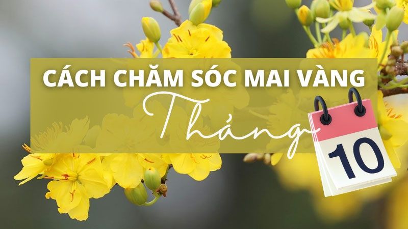 Bí Quyết Về Cách Chăm Sóc Mai Vàng Tháng 10