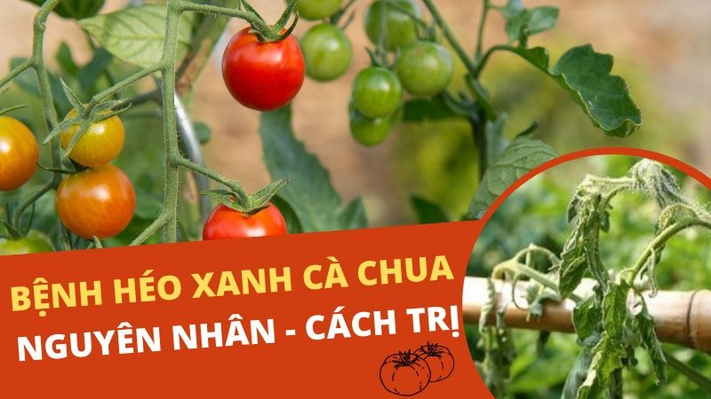 Bệnh Héo Xanh Trên Cây Cà Chua: Nguyên Nhân Và Cách Trị