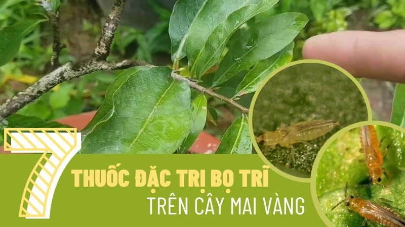 Tops 07 Loại Thuốc Đặc Trị Bọ Trĩ Trên Cây Mai Vàng