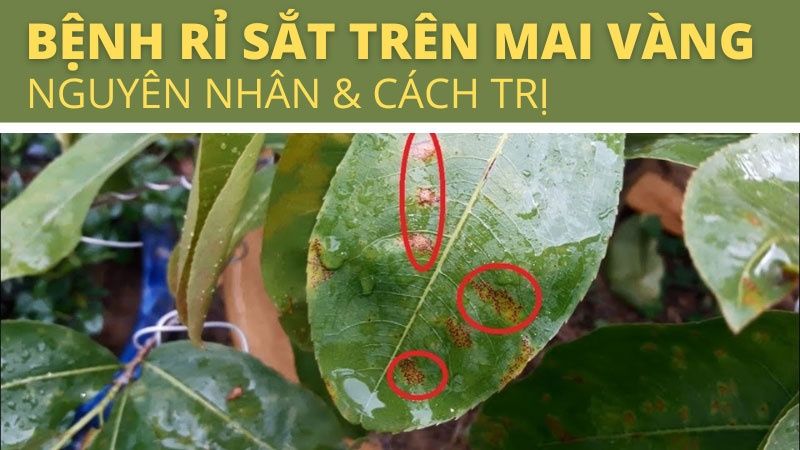 Bệnh Rỉ Sắt Trên Mai Vàng: Nguyên Nhân Và Cách Trị