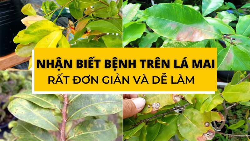 Nhận Biết Bệnh Trên Lá Mai Vàng Rất Đơn Giản Và Dễ Làm