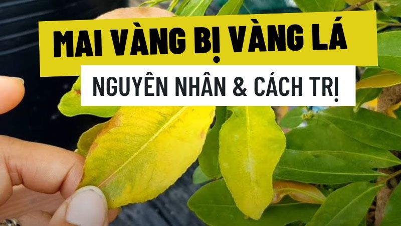 Mai Vàng Bị Cháy Lá: Nguyên Nhân Và Cách Trị Dứt Điểm