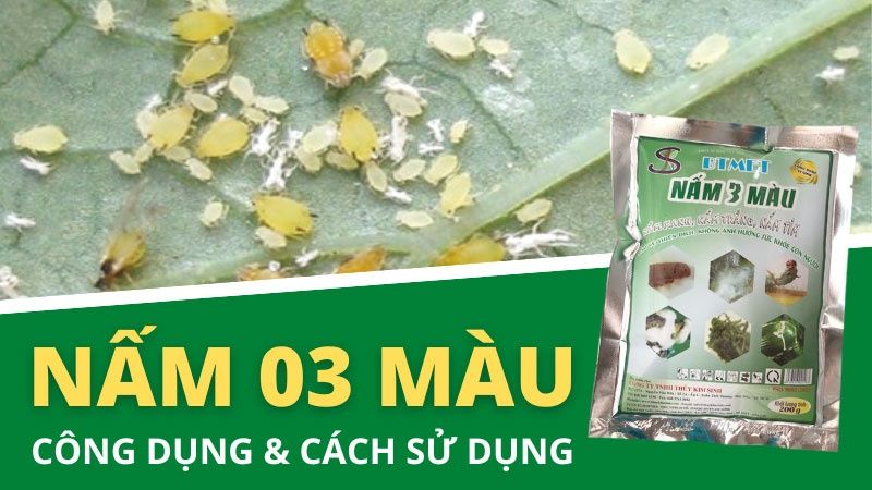 Nấm 3 Màu Là Gì? Công Dụng Và Cách Sử Dụng Đúng Cách