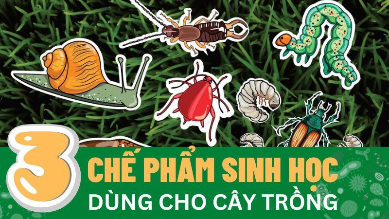 Top 03 Loại Chế Phẩm Sinh Học Dùng Cho Cây Trồng