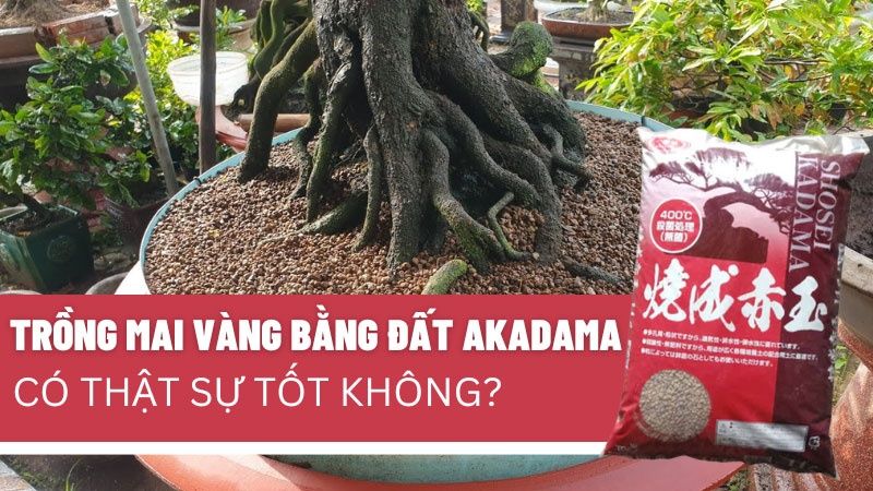 Trồng Mai Vàng Bằng Đất Akadama Có Thật Sự Tốt Như Lời Đồn?