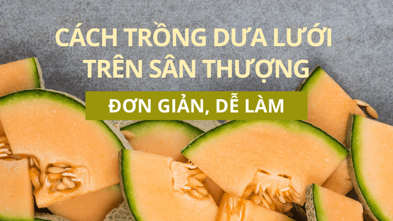 Cách Trồng Dưa Lưới Trên Sân Thượng Cho Quả Siêu Ngọt