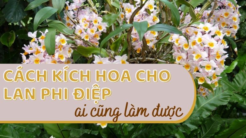 Cách Kích Hoa Cho Lan Phi Điệp Ai Cũng Làm Được