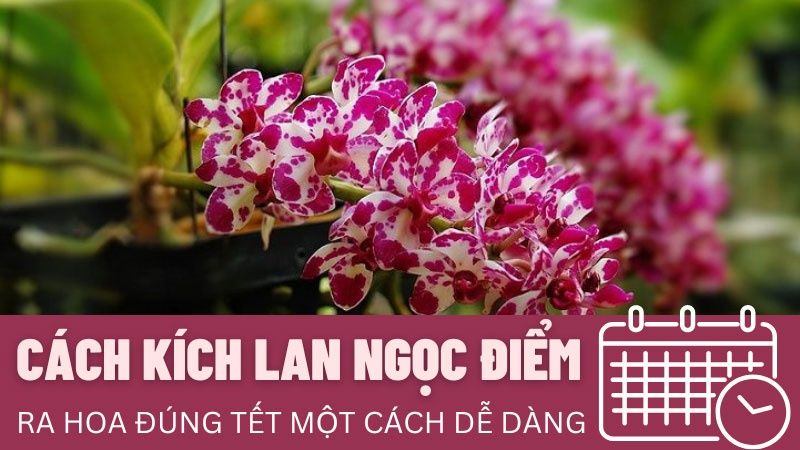 Cách Kích Lan Ngọc Điểm Ra Hoa Đúng Tết Dễ Dàng Và Nhanh Chóng