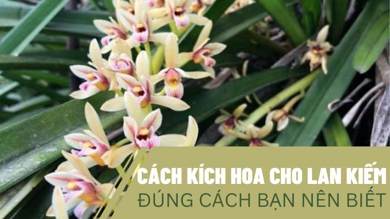 Cách Kích Hoa Cho Lan Kiếm Đúng Cách Bạn Nên Biết