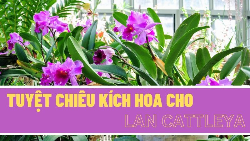 Tuyệt Chiêu Kích Hoa Cho Lan Cattleya Siêu Đỉnh