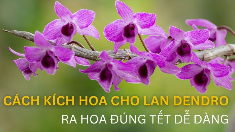 Cách Kích Hoa Cho Lan Dendro Ra Đúng Tết Dễ Dàng