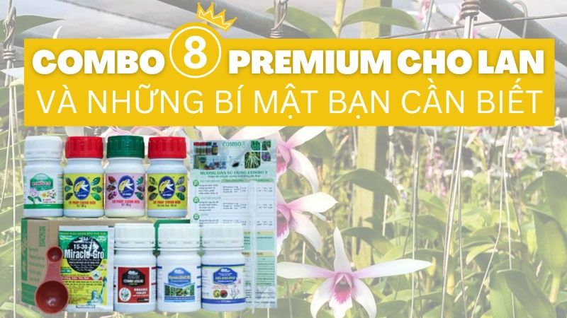 Combo 8 Premium Cho Lan Và Những Bí Mật Bạn Cần Biết