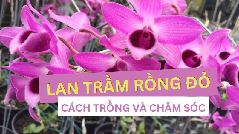 Lan Trầm Rồng Đỏ: Cách Trồng Và Chăm Sóc Trầm Rồng Ra Hoa Tết