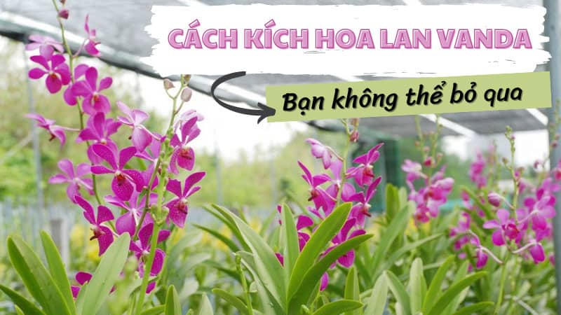 Bật Mí Cách Kích Hoa Cho Lan Vanda