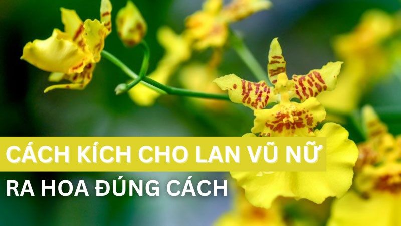 Bật Mí Cách Kích Cho Lan Vũ Nữ Ra Hoa Đúng Cách