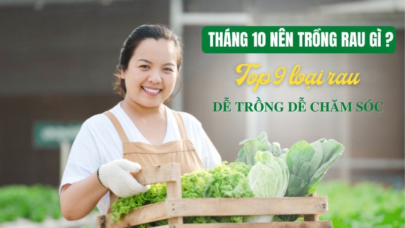 Tháng 10 Nên Trồng Rau Gì Là Dễ Nhất?