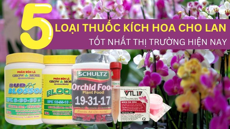 Top 05 Loại Thuốc Kích Hoa Cho Lan Tốt Nhất Hiện Nay