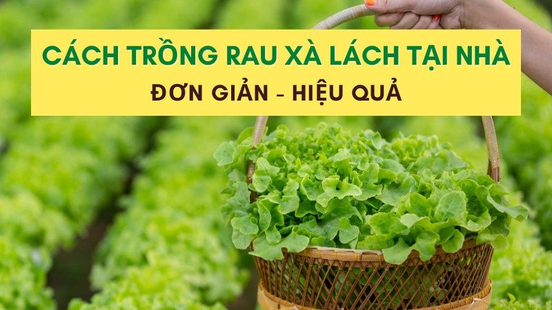 Cách Trồng Rau Xà Lách Xanh Mơn Mởn Dễ Ợt