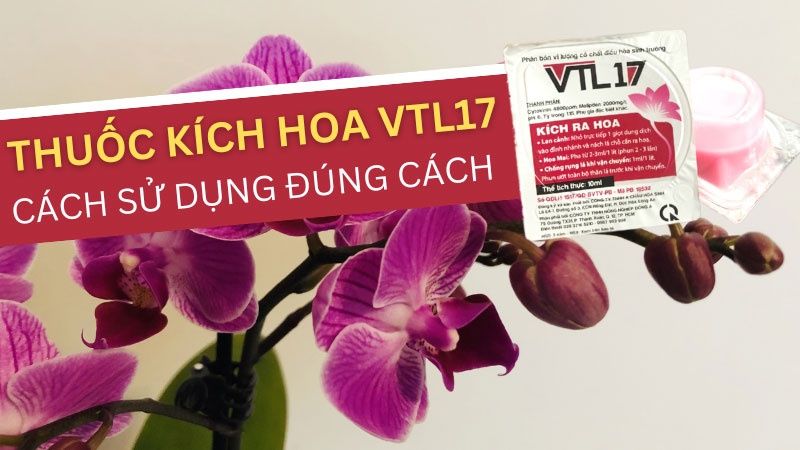 Thuốc Kích Hoa Lan VTL 17 Và Cách Sử Dụng Đúng Cách