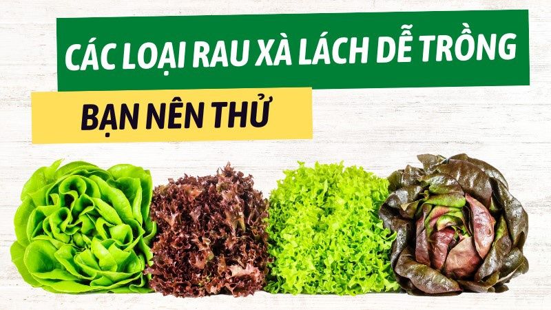 Top 07 Loại Rau Xà Lách Dễ Trồng Bạn Nên Thử