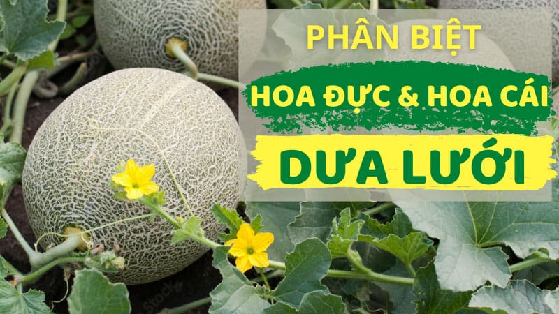 Cách Phân Biệt Hoa Đực Hoa Cái Trên Dưa Lưới Đơn Giản Nhất