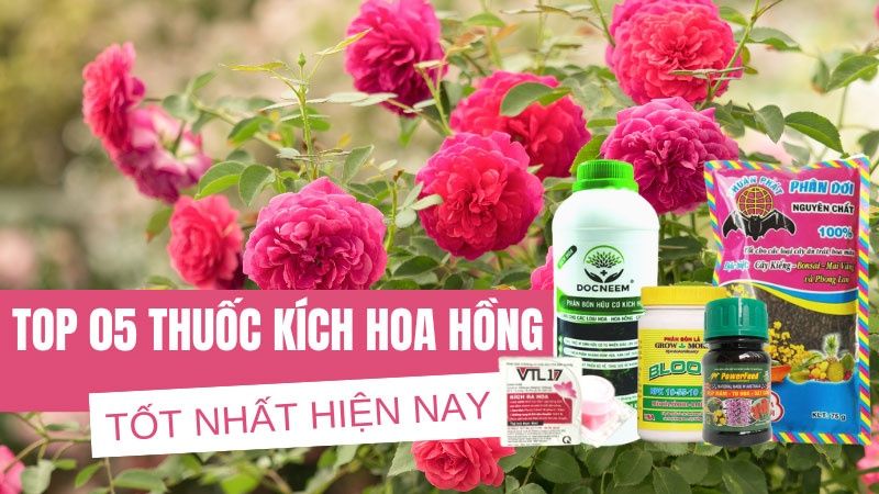 Top 05 Loại Thuốc Kích Ra Hoa Cho Hoa Hồng Tốt Nhất Hiện Nay