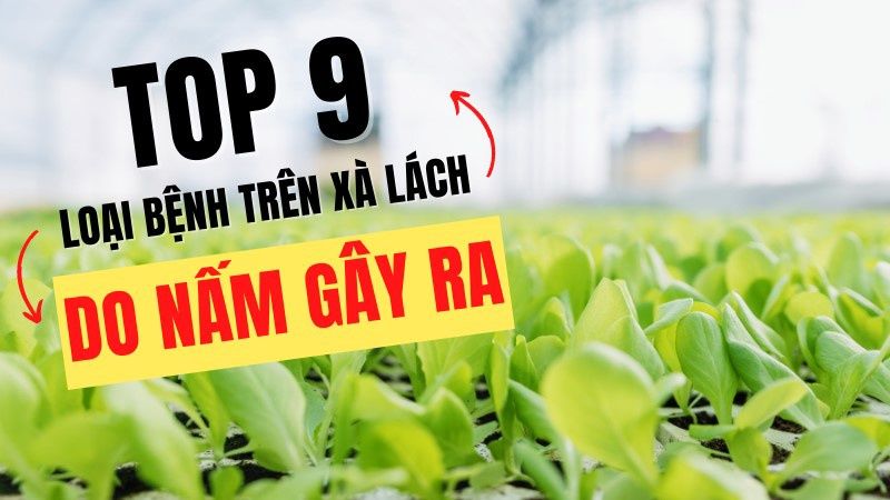 Top 09 Loại Bệnh Trên Xà Lách Do Nấm Gây Nên