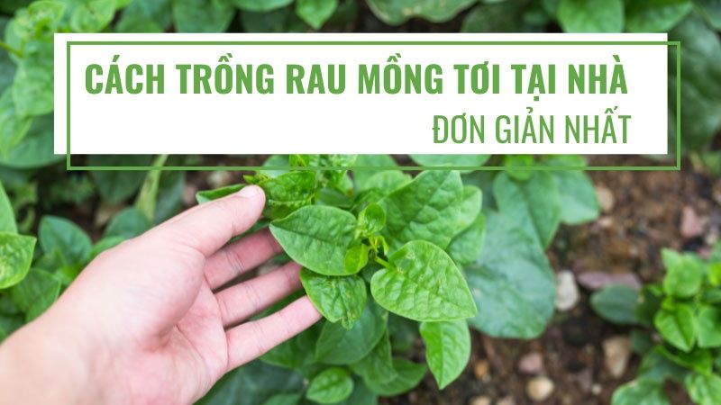 Cách Trồng Rau Mồng Tơi Tại Nhà Đơn Giản Nhất