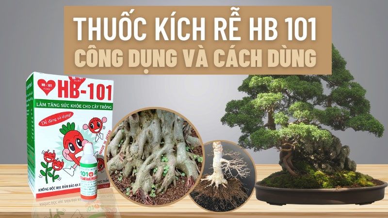 Thuốc Kích Rễ HB 101: Công Dụng Và Cách Sử Dụng Đúng