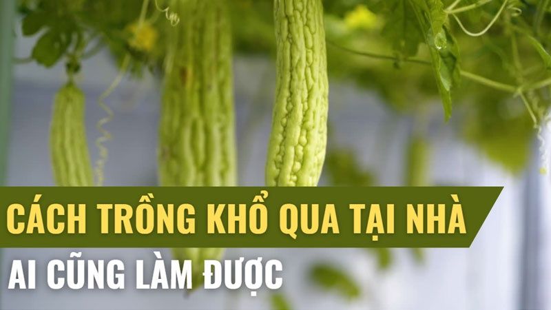 Cách Trồng Khổ Qua (Mướp Đắng) Tại Nhà Ai Cũng Làm Được