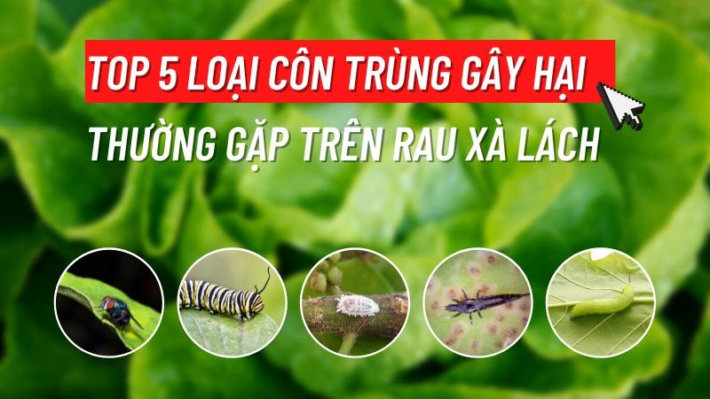 Top 5 Loại Côn Trùng Gây Hại Thường Gặp Trên Rau Xà Lách