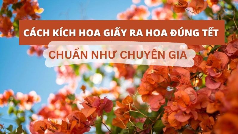 Cách Kích Hoa Giấy Ra Hoa Đúng Tết Chuẩn Như Chuyên Gia