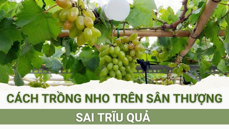 Cách Trồng Nho Trên Sân Thượng Sai Trĩu Quả